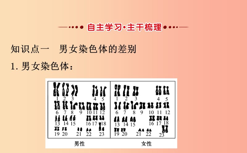 八年级生物下册 第七单元 生物圈中生命的延续和发展 第二章 生物的遗传和变异 4 人的性别遗传教学 .ppt_第2页