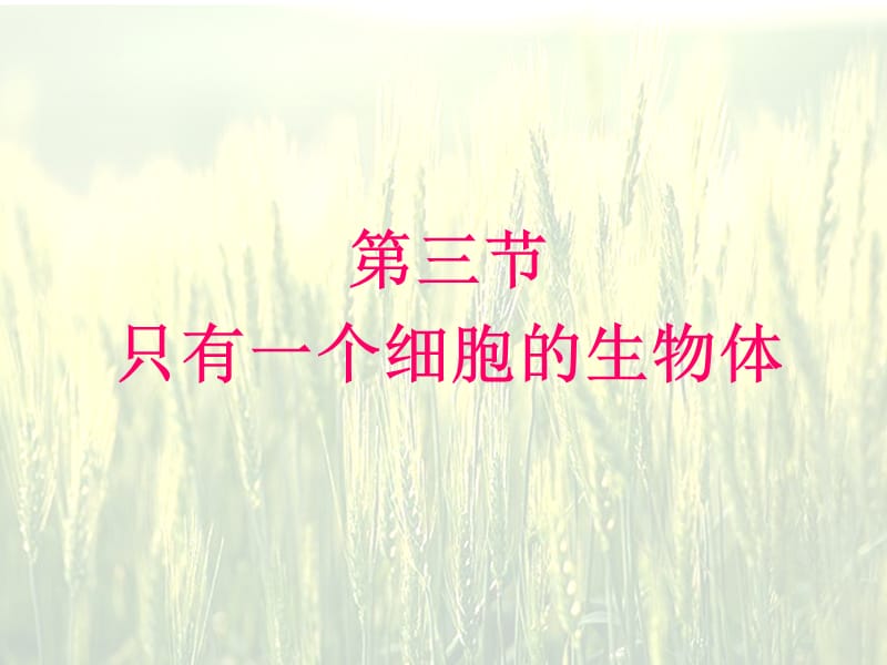 《只有一个细胞的生物体》.ppt_第1页