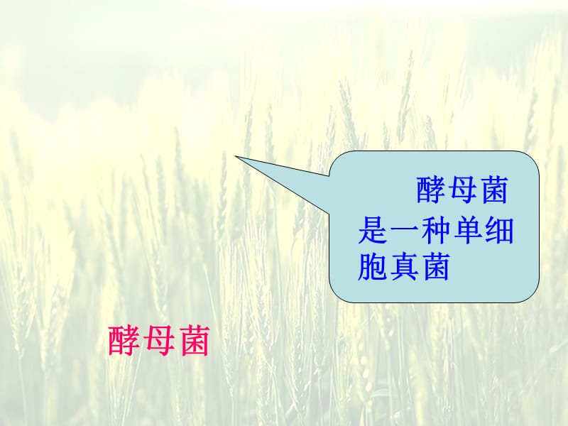 《只有一个细胞的生物体》.ppt_第2页