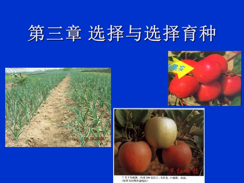 《选择与选择育种》PPT课件.ppt_第1页