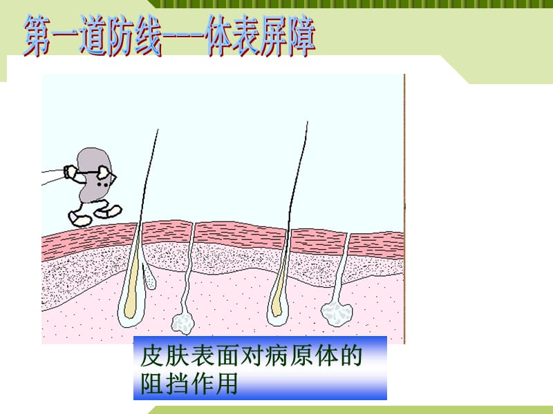 高中生物必备课件非特异性免疫.ppt_第3页