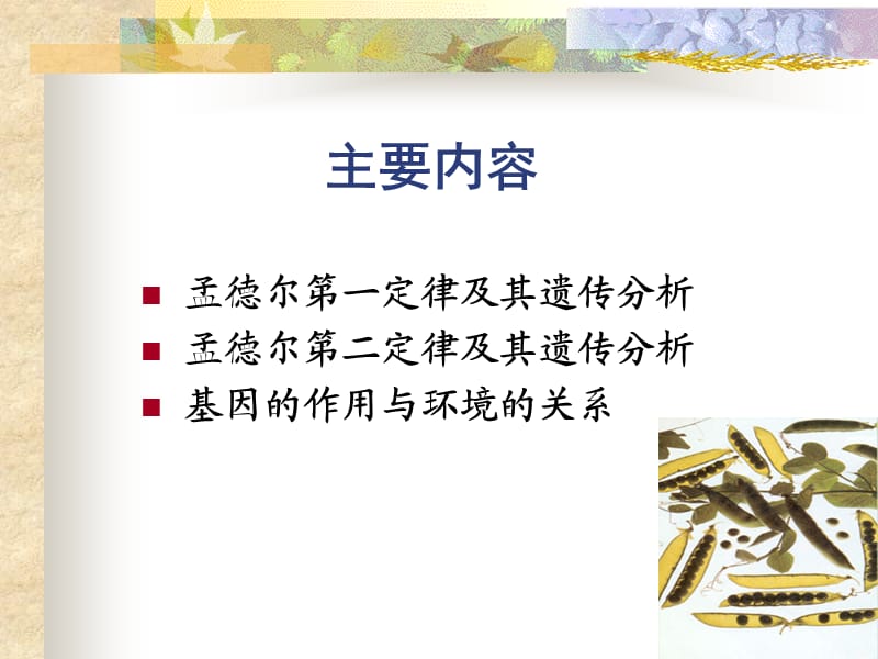 遗传学-孟德尔遗传定律.ppt_第2页