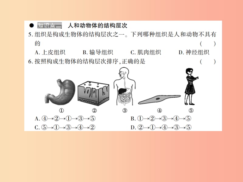 2019年七年级生物上册第二单元第四章第2节生物体的器官系统习题课件（新版）北师大版.ppt_第3页