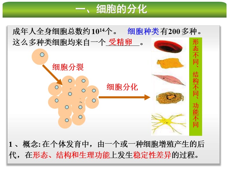 细胞分化衰老凋亡癌变(2014届使用).ppt_第3页