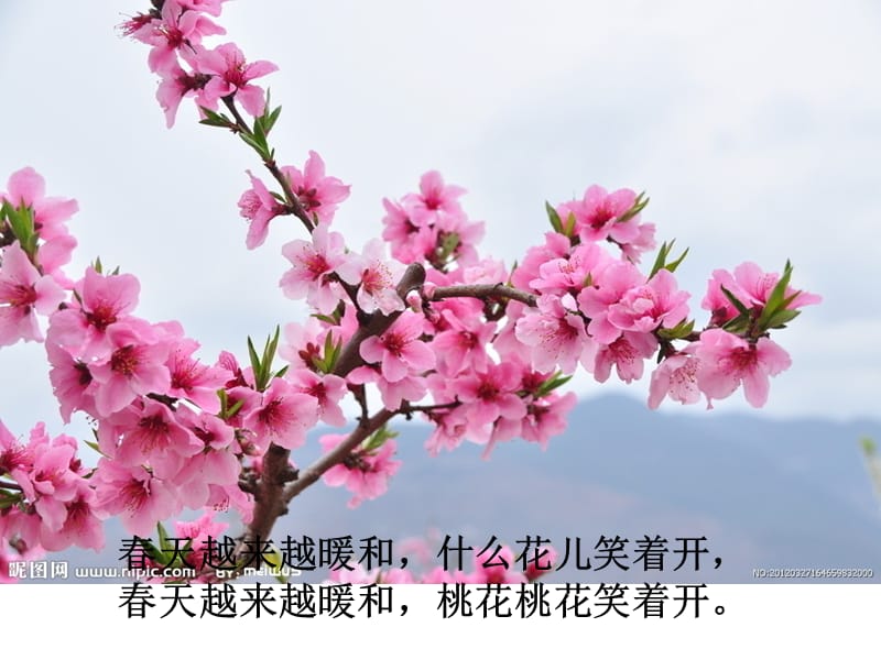 《花儿花儿几时开》PPT课件.ppt_第3页