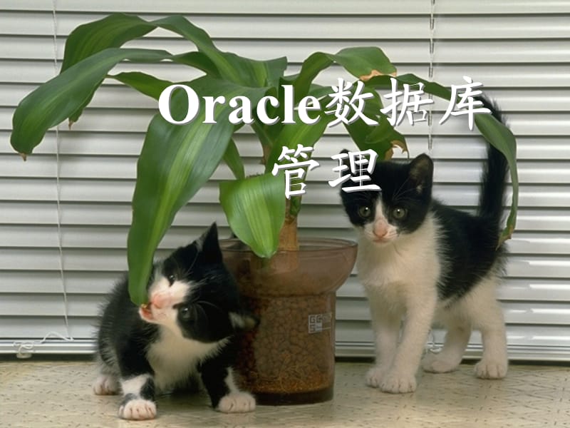 Oracle数据库管理.ppt_第1页