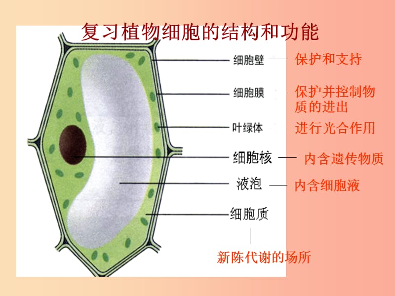 七年级生物上册 第二单元 第一章 第三节 动物细胞课件 新人教版.ppt_第2页