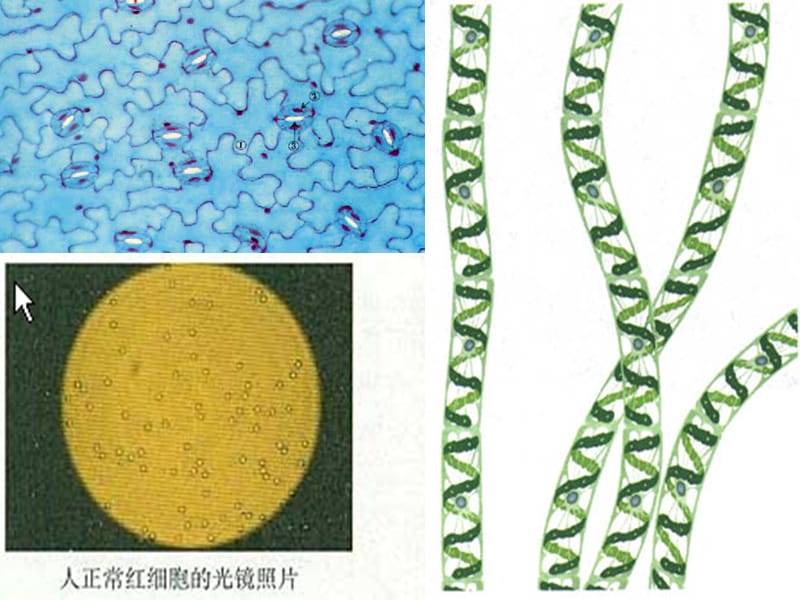 生物必修一第一章细胞的多样性和统一性(详解).ppt_第2页