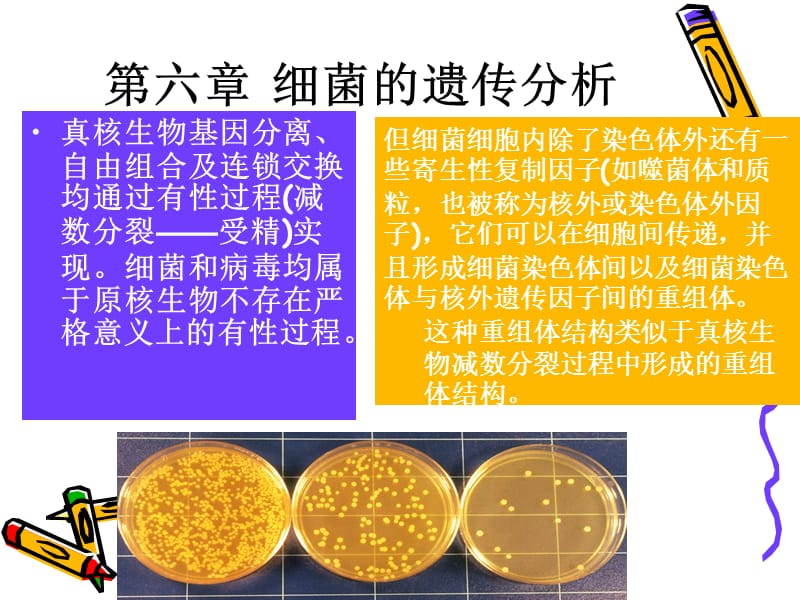 《细菌的遗传分析》PPT课件.ppt_第1页