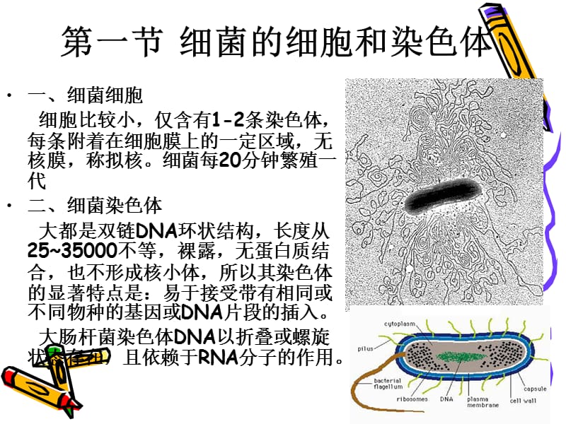 《细菌的遗传分析》PPT课件.ppt_第2页