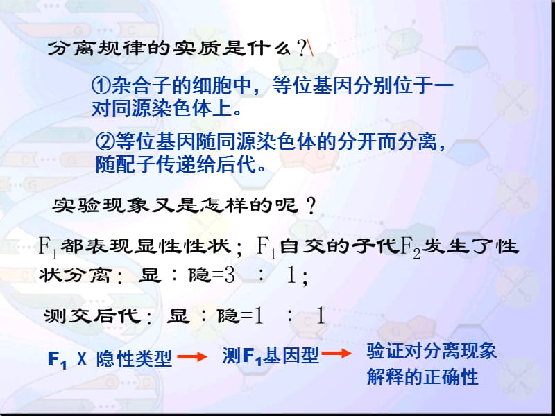 盂德尔的豌豆杂交实验.ppt_第2页