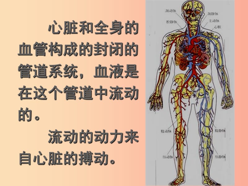 七年级生物下册 4.4.2 血流的管道 血管课件2 新人教版.ppt_第2页