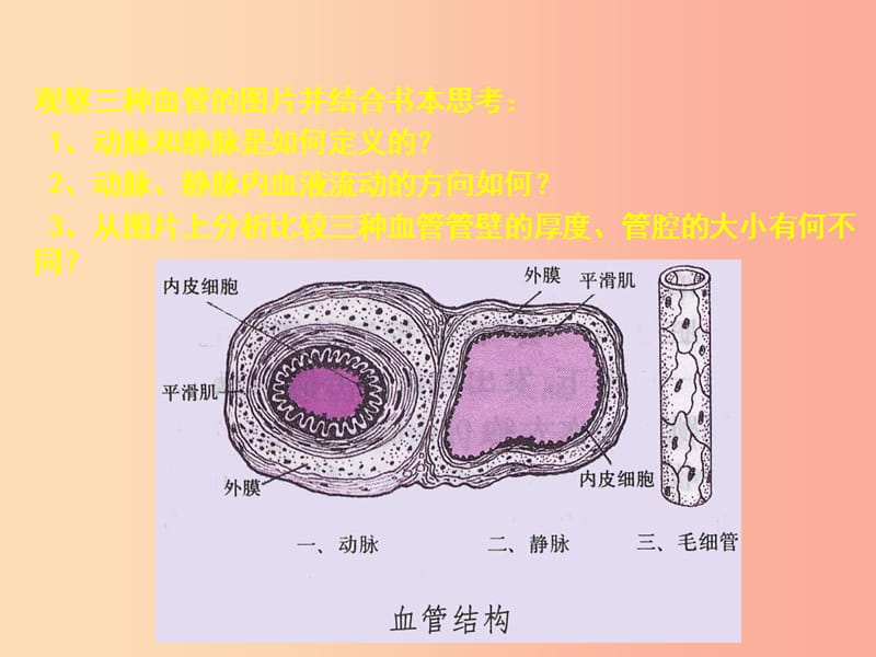 七年级生物下册 4.4.2 血流的管道 血管课件2 新人教版.ppt_第3页