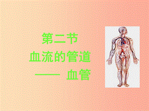 七年級生物下冊 4.4.2 血流的管道 血管課件2 新人教版.ppt