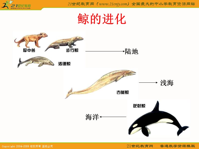 语文S版四年级语文下册课件鲸.ppt_第2页