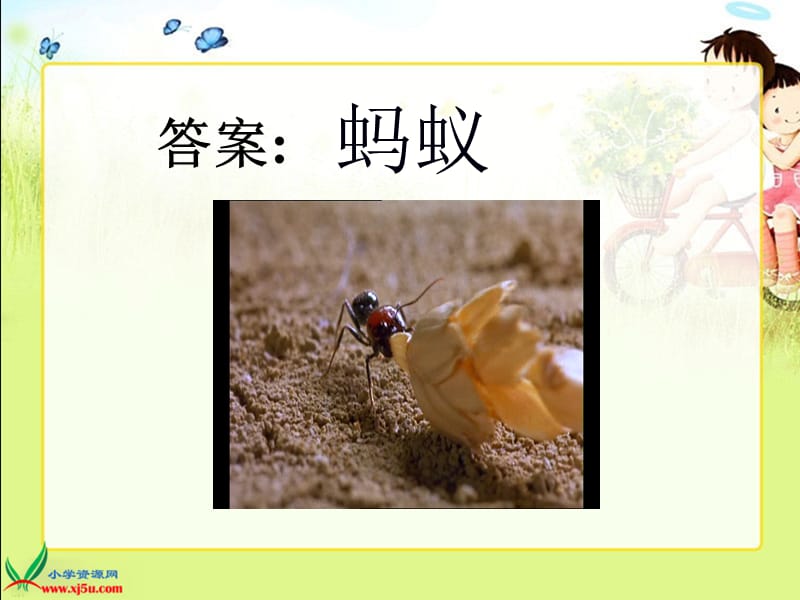 (教科版)三年级科学上册课件蚂蚁.ppt_第3页