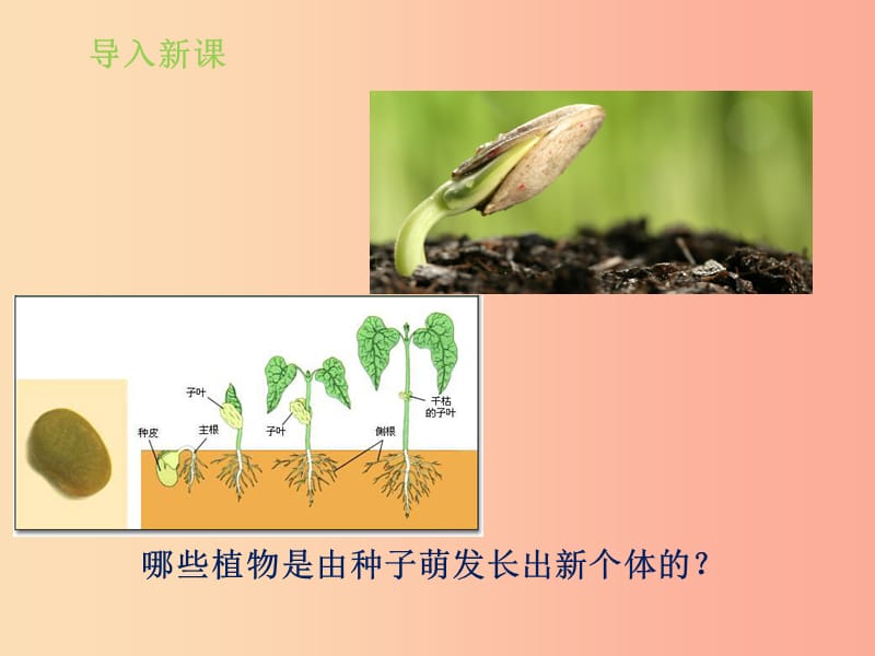 山东省七年级生物上册 2.1.1《绿色植物的主要类群》（第2课时）课件（新版）济南版.ppt_第3页