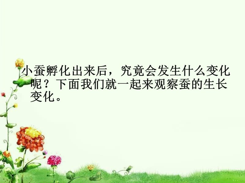 《蚕的生长变化》PPT课件.ppt_第2页