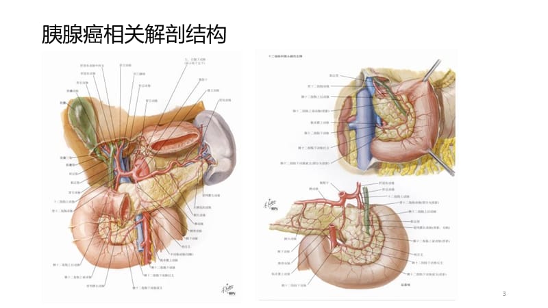 胰十二指肠切除术的术式演变ppt课件_第3页