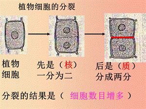 陜西省七年級生物上冊 2.2.2動物體的結(jié)構(gòu)層次課件3 新人教版.ppt