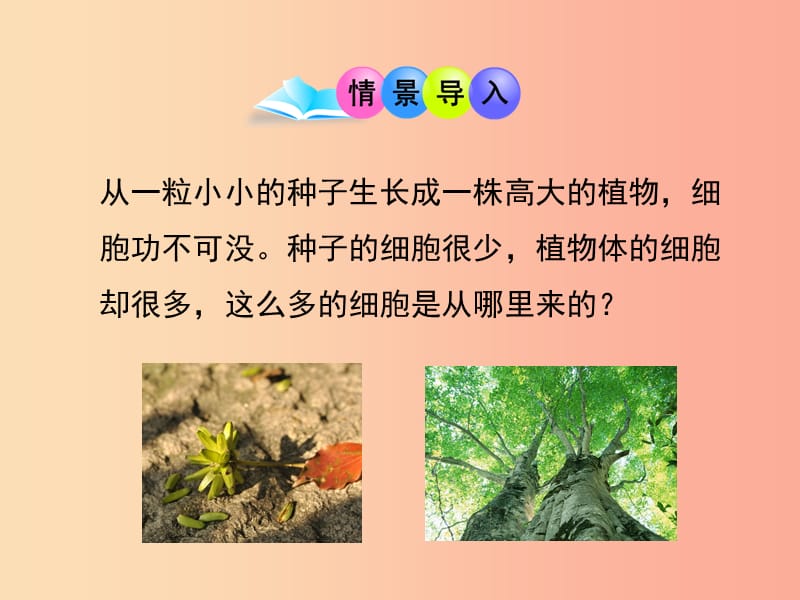 七年级生物上册1.2.2细胞的分裂与分化课件新版济南版.ppt_第2页