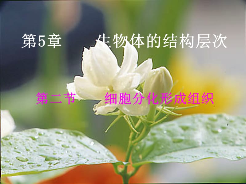 生物上册《细胞分化形成组织》课件冀教版.ppt_第1页