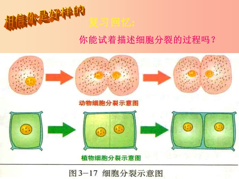 七年级生物上册 2.4.1《细胞分化形成组织》课件2 （新版）北师大版.ppt_第2页