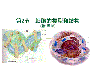 蘇教版高三生物一輪復習細胞的類型和結構.ppt