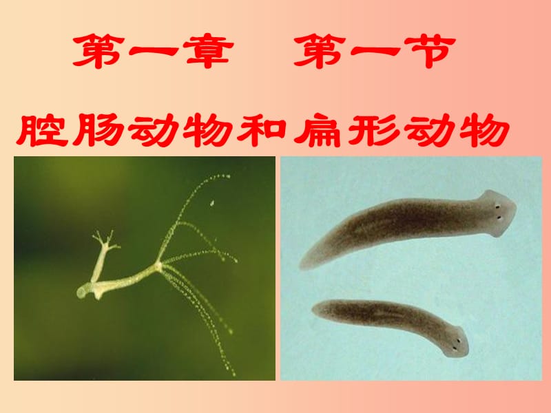 吉林省通化市八年级生物上册 5.1.1腔肠动物和扁形动物课件 新人教版.ppt_第1页