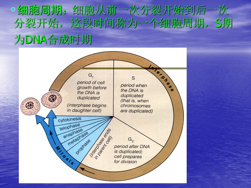 医学细胞生物MPF.ppt_第2页