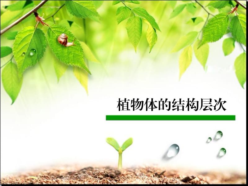 多细胞生物体和单细胞生物体.ppt_第1页