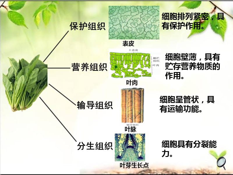 多细胞生物体和单细胞生物体.ppt_第2页