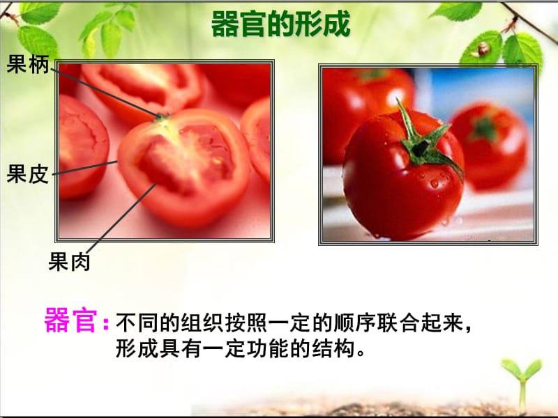 多细胞生物体和单细胞生物体.ppt_第3页