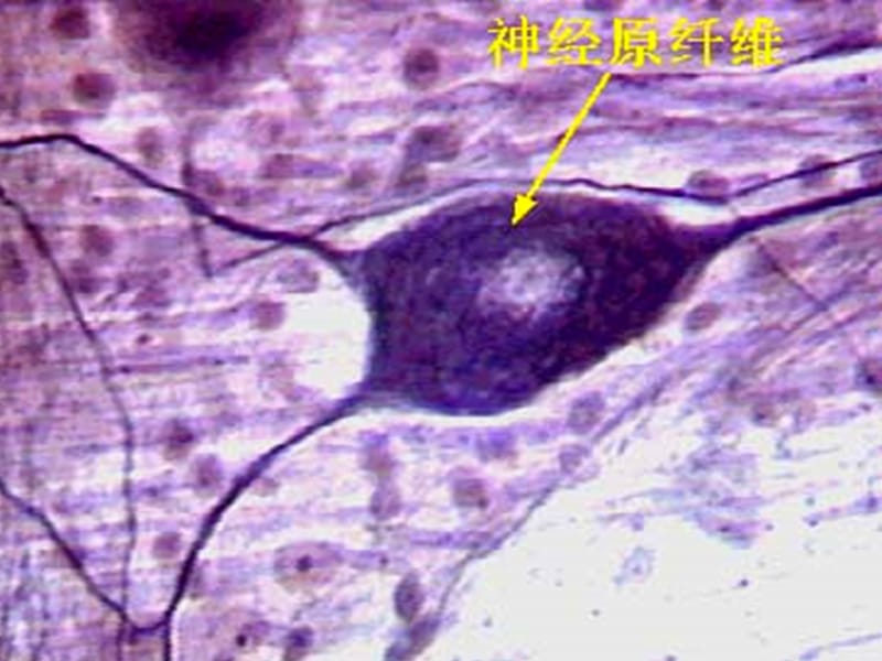 动物生理学 第九章 神经生理.ppt_第3页