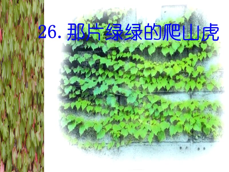 人教版四年级语文上册《那片绿绿的爬山虎》.ppt_第1页