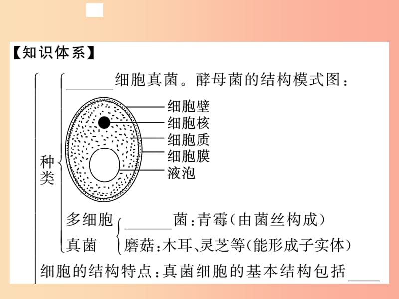 2019年八年级生物上册第五单元第四章第三节真菌习题课件 新人教版.ppt_第2页