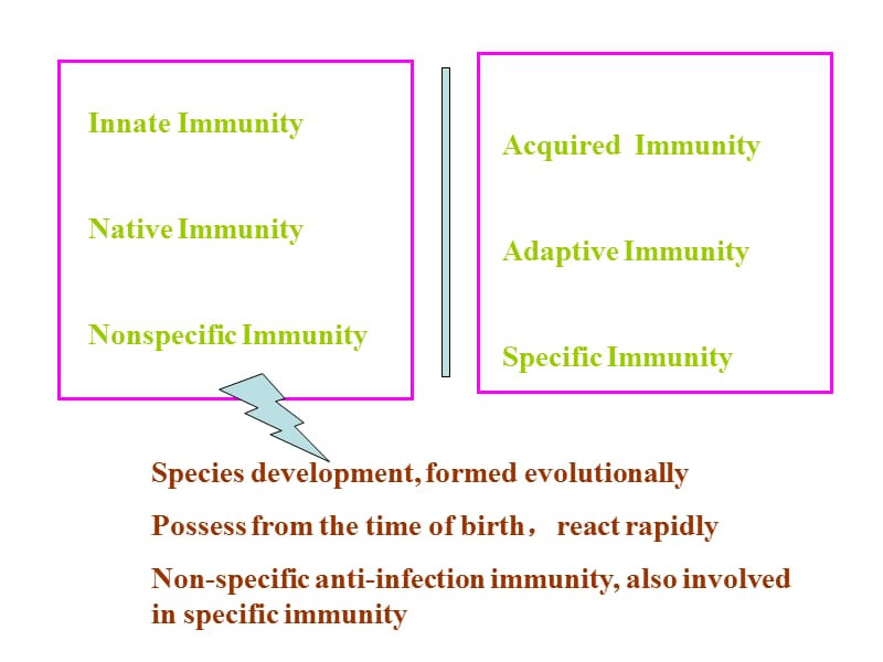 固有免疫细胞及功能英.ppt_第3页