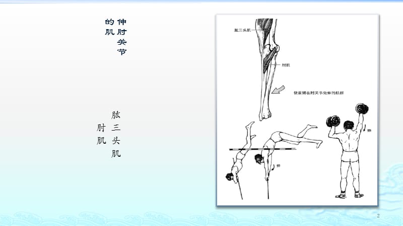 运动肘腕关节的肌肉ppt课件_第2页