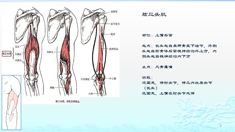 运动肘腕关节的肌肉ppt课件_第3页