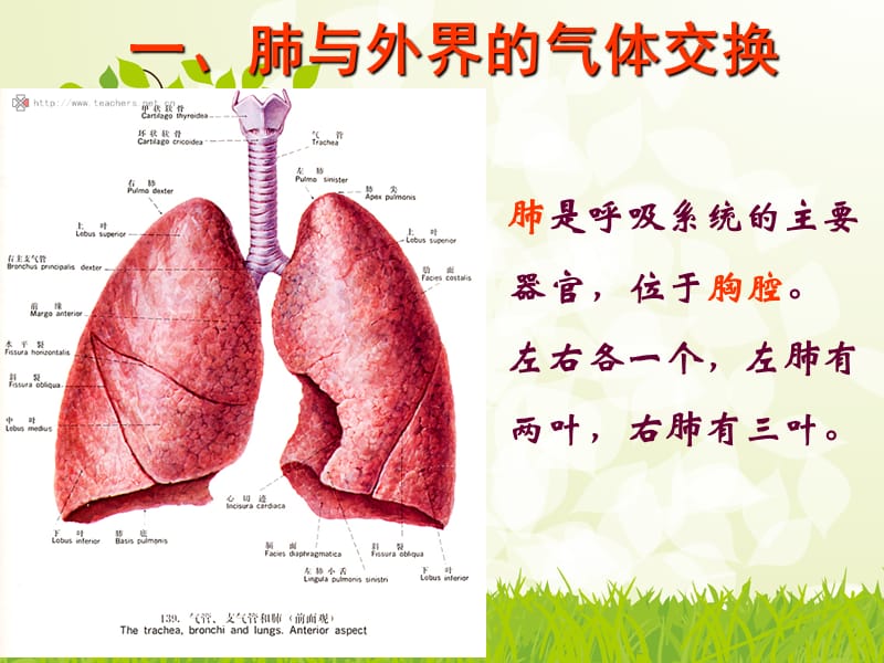 吉林省双辽市七年级生物下册 第四单元 第三章 第二节 发生在肺内的气体交换课件 新人教版.ppt_第3页