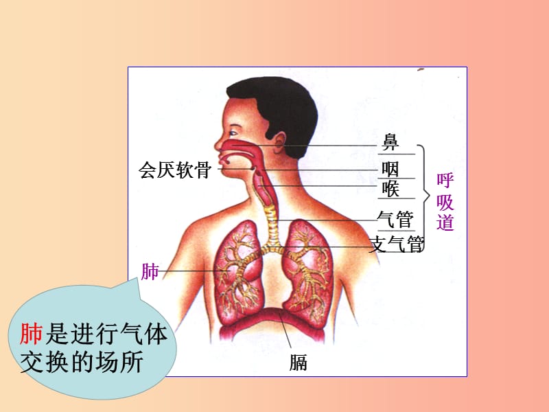 内蒙古鄂尔多斯市达拉特旗七年级生物下册 4.3.2发生在肺内的气体交换（第1课时）课件 新人教版.ppt_第2页