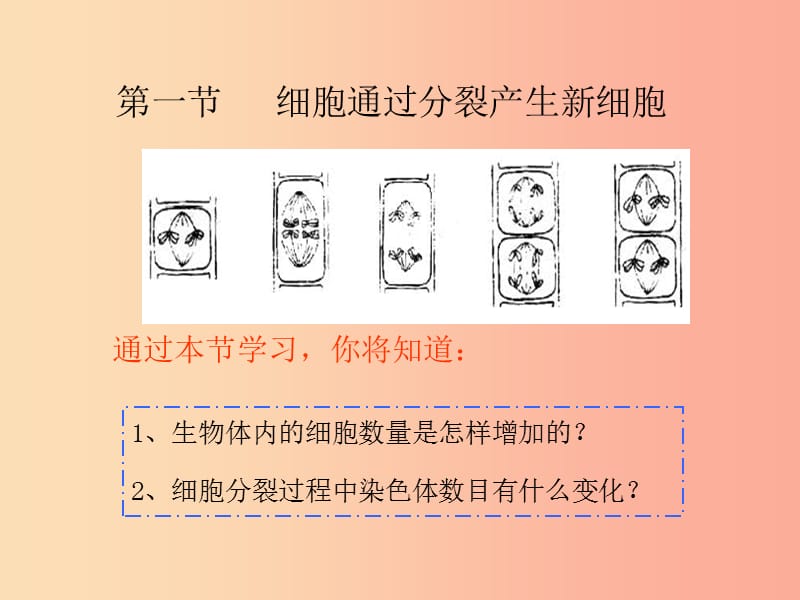 陕西省七年级生物上册 2.2.1细胞通过分裂产生新细胞课件 新人教版.ppt_第3页