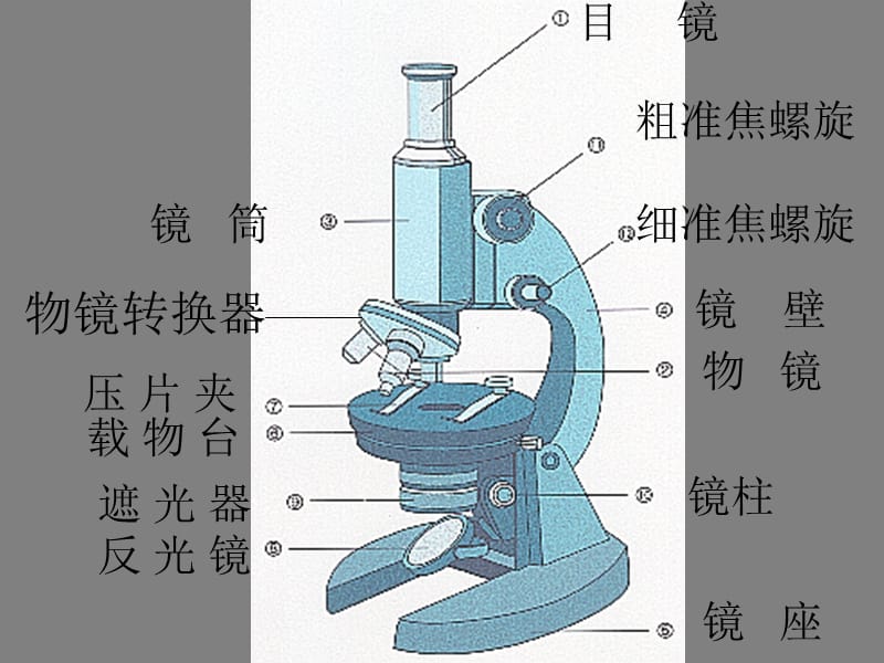 初中生物总复习-显微镜、细胞和生物体.ppt_第3页