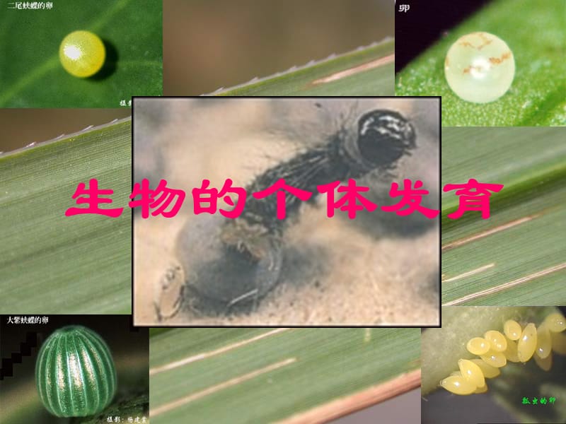 初中生物《被子植物的个体发育》.ppt_第1页