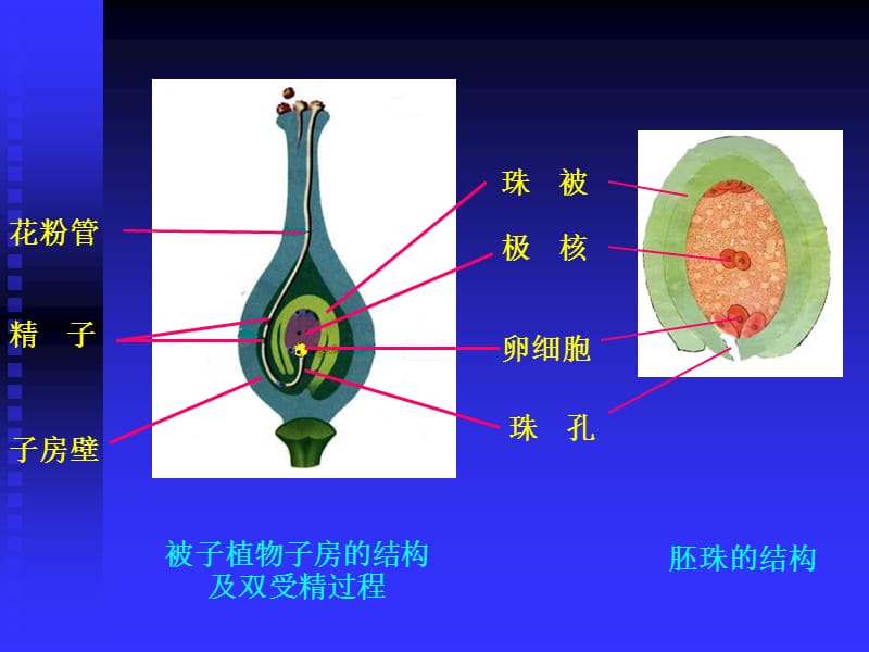 初中生物《被子植物的个体发育》.ppt_第2页