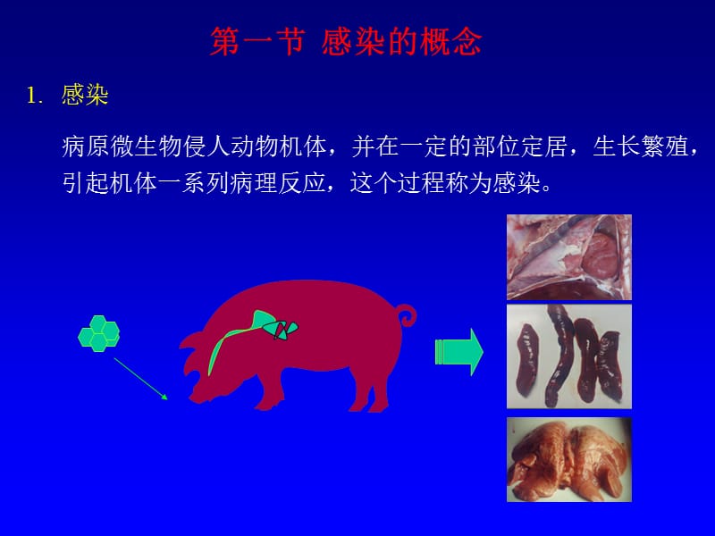 家畜传染病的传染过程和流行过程.ppt_第2页