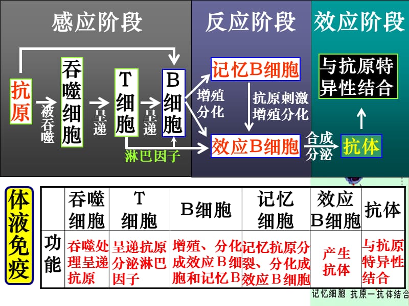 人体的第三道防线：体液免疫和细胞免疫的过程.ppt_第3页