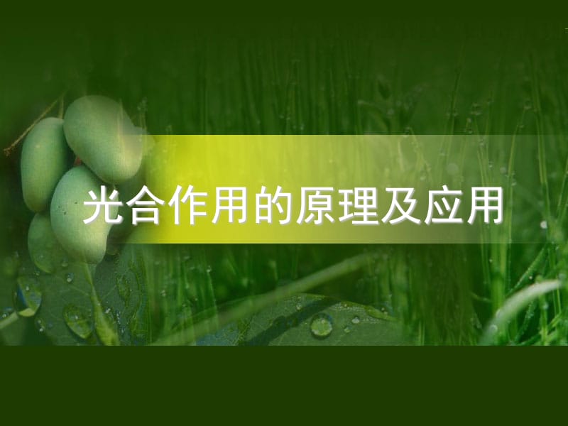 光合作用的原理及应用.ppt_第1页