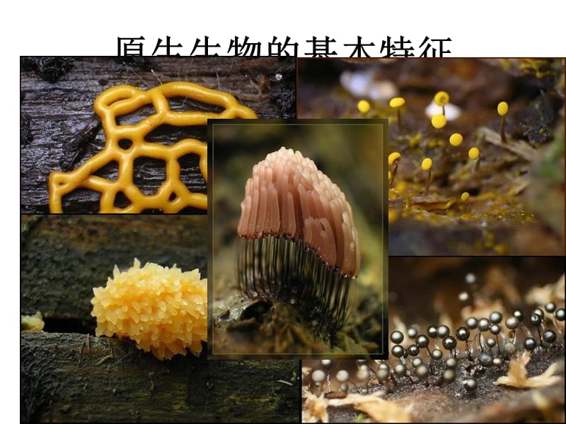 北京版生物八下《原生生物界》.ppt_第3页