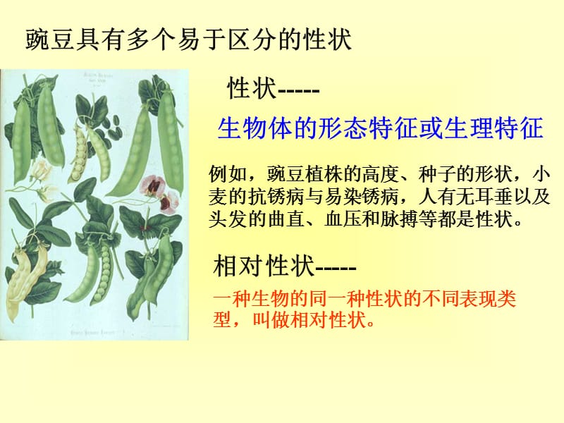 孟德尔豌豆杂交试验一.ppt_第2页